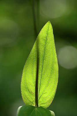 BUITEN BEELD Foto: 210072