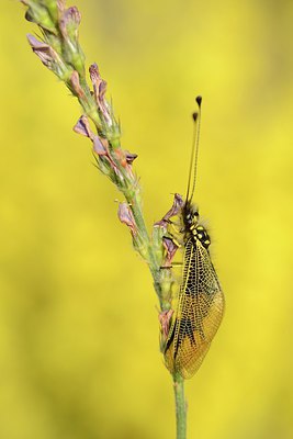 BUITEN BEELD Foto: 210079