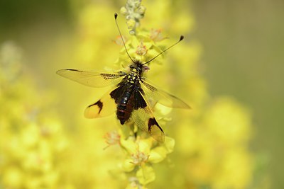 BUITEN BEELD Foto: 210082