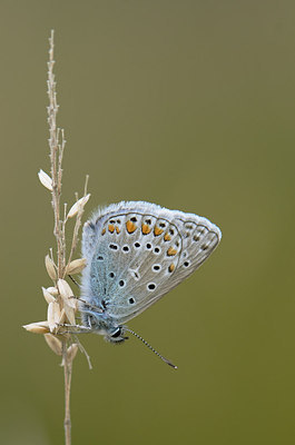 BUITEN BEELD Foto: 210149