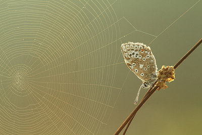 BUITEN BEELD Foto: 210162