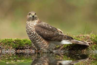 BUITEN BEELD Foto: 210172
