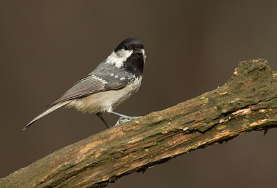 BUITEN BEELD Foto: 210185