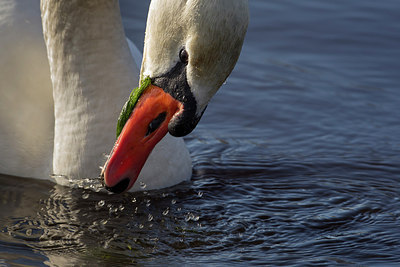 BUITEN BEELD Foto: 210208