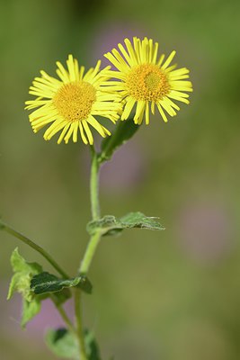 BUITEN BEELD Foto: 210231