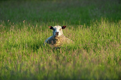 BUITEN BEELD Foto: 210260