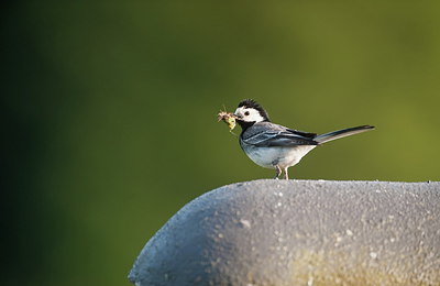 BUITEN BEELD Foto: 210326