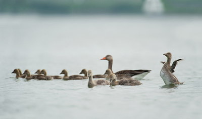 BUITEN BEELD Foto: 210333