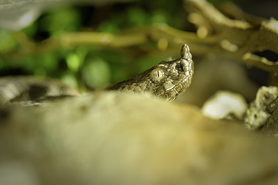 BUITEN BEELD Foto: 210337