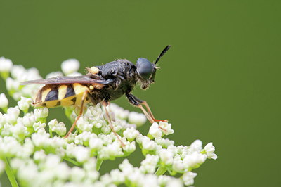 BUITEN BEELD Foto: 210350
