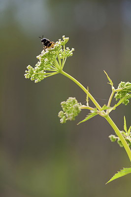 BUITEN BEELD Foto: 210352