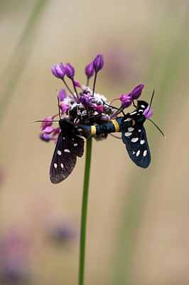 BUITEN BEELD Foto: 210356