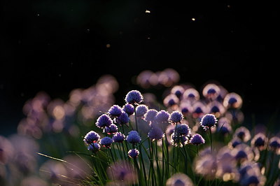 BUITEN BEELD Foto: 210380