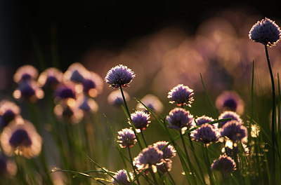 BUITEN BEELD Foto: 210381