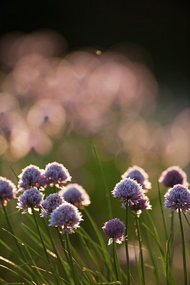 BUITEN BEELD Foto: 210382
