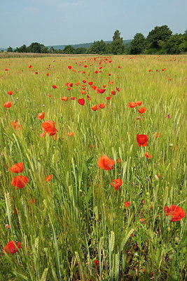 BUITEN BEELD Foto: 210386