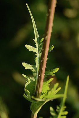 BUITEN BEELD Foto: 210419