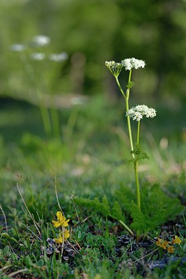 BUITEN BEELD Foto: 210462