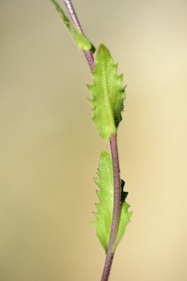 BUITEN BEELD Foto: 210467