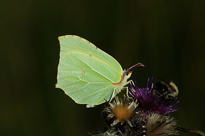 BUITEN BEELD Foto: 210473