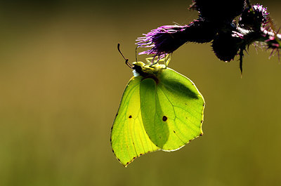 BUITEN BEELD Foto: 210474