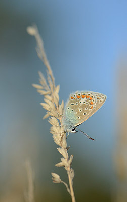 BUITEN BEELD Foto: 210476