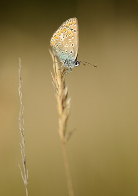 BUITEN BEELD Foto: 210477