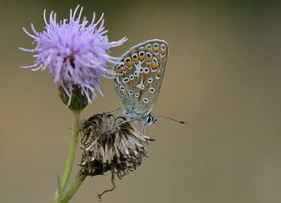 BUITEN BEELD Foto: 210478