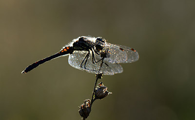 BUITEN BEELD Foto: 210479