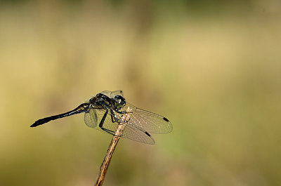 BUITEN BEELD Foto: 210480
