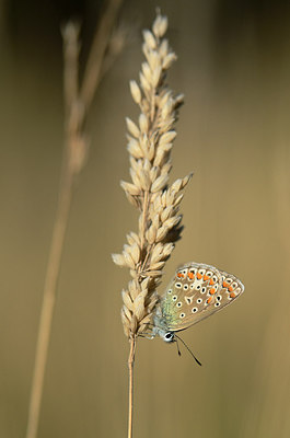 BUITEN BEELD Foto: 210481