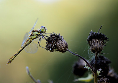 BUITEN BEELD Foto: 210499