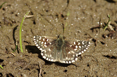 BUITEN BEELD Foto: 210500