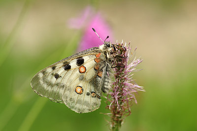 BUITEN BEELD Foto: 210501