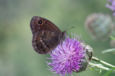 BUITEN BEELD Foto: 210507