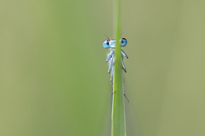 BUITEN BEELD Foto: 210514