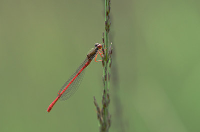 BUITEN BEELD Foto: 210517