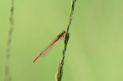 BUITEN BEELD Foto: 210518