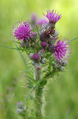 BUITEN BEELD Foto: 210574