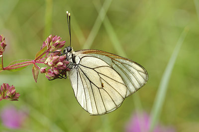 BUITEN BEELD Foto: 210590