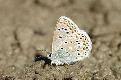 BUITEN BEELD Foto: 210591