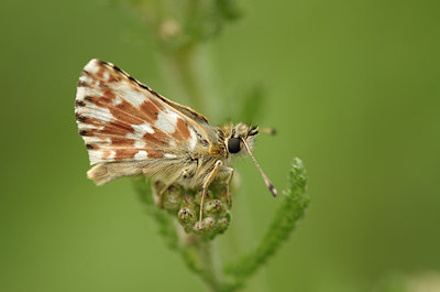 BUITEN BEELD Foto: 210594