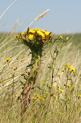 BUITEN BEELD Foto: 210607