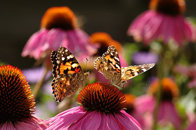 BUITEN BEELD Foto: 210615