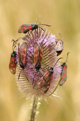 BUITEN BEELD Foto: 210621