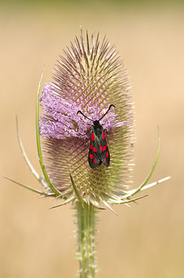 BUITEN BEELD Foto: 210622