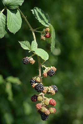 BUITEN BEELD Foto: 210629