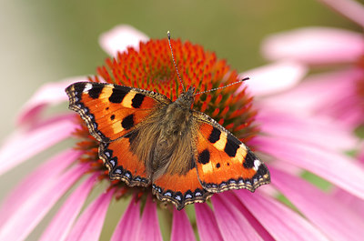 BUITEN BEELD Foto: 210651