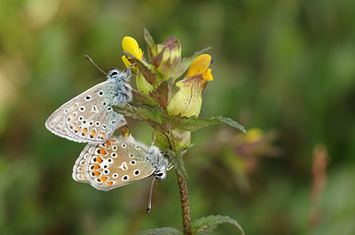 BUITEN BEELD Foto: 210656