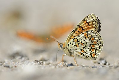 BUITEN BEELD Foto: 210678